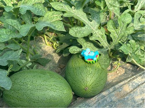 上海网红八卦吃瓜微博,吃瓜群众热议不断 第2张 上海网红八卦吃瓜微博,吃瓜群众热议不断 第2张